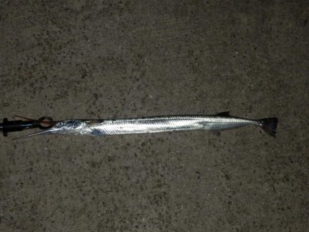 風向き‼流れ‼地合‼　